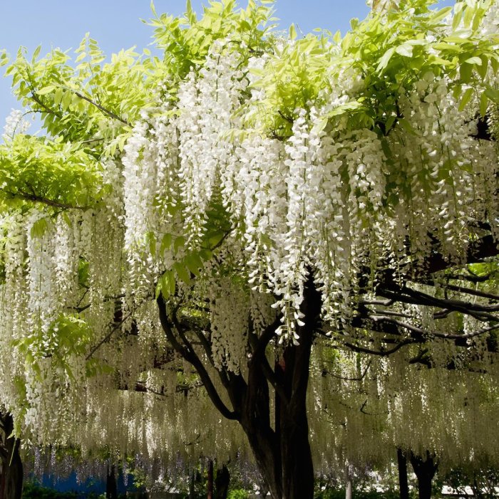 Wisteria Shiro Kapitan