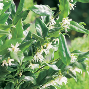 Sarcococca Sweet Box 12lt