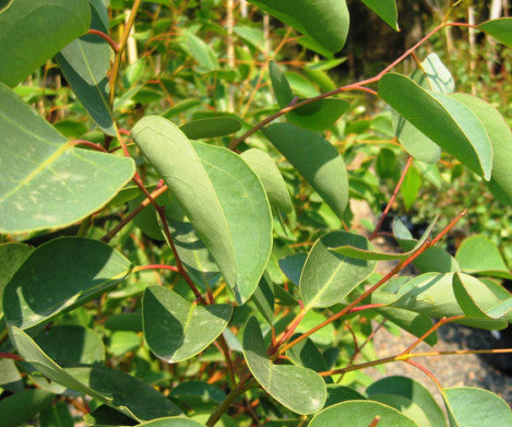 Eucalyptus Cladocalyx Nana