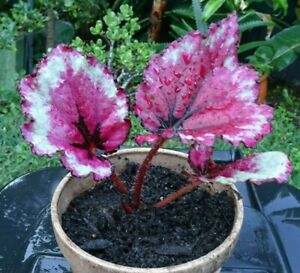 Begonia Big Bronze