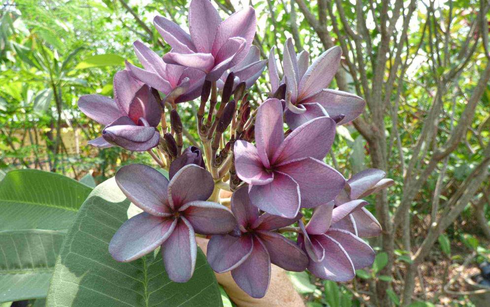 Purple Rose (grafted) 18lt