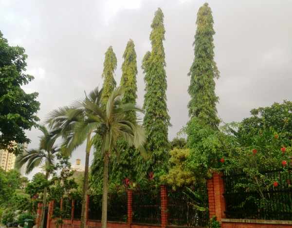 Indian Bean Tree 50lt