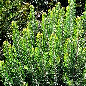 Leucadendron Galpinii