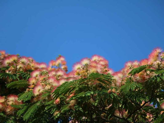 Albizia Silk