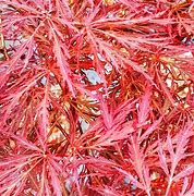 Crimson Wave 18lt