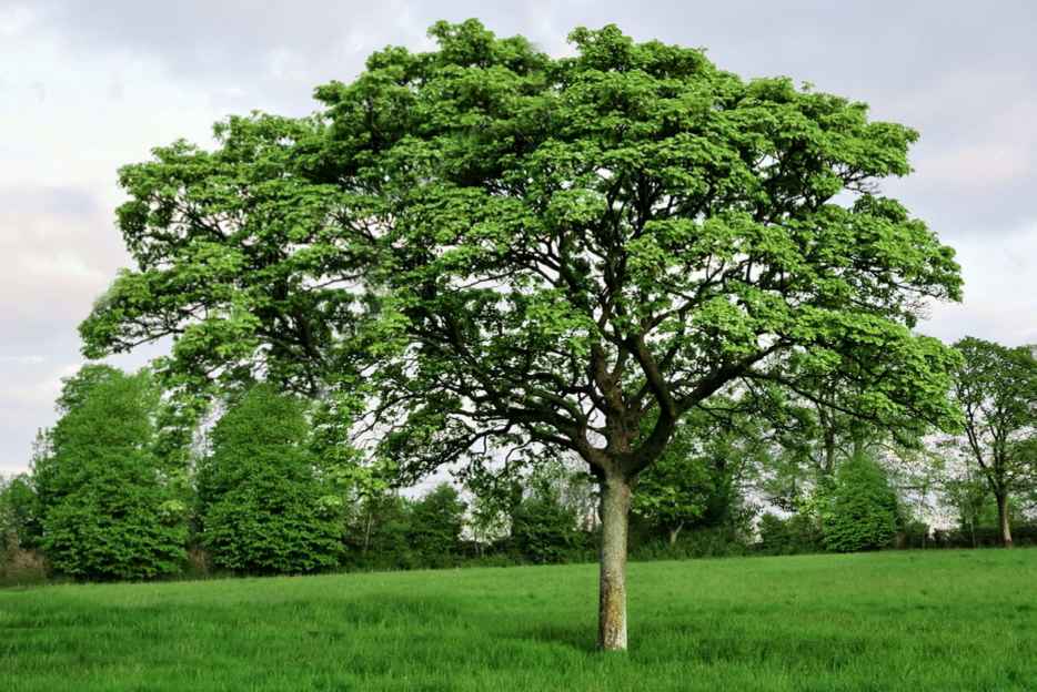 English Oak 50lt