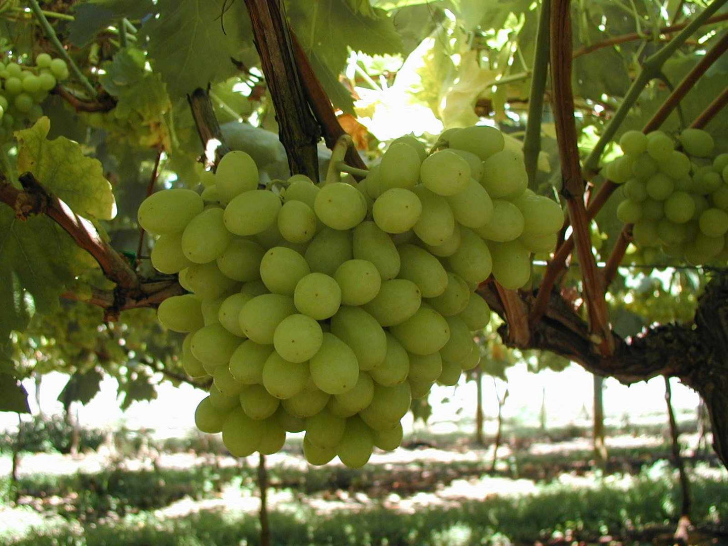 Dawn Seedless 18lt