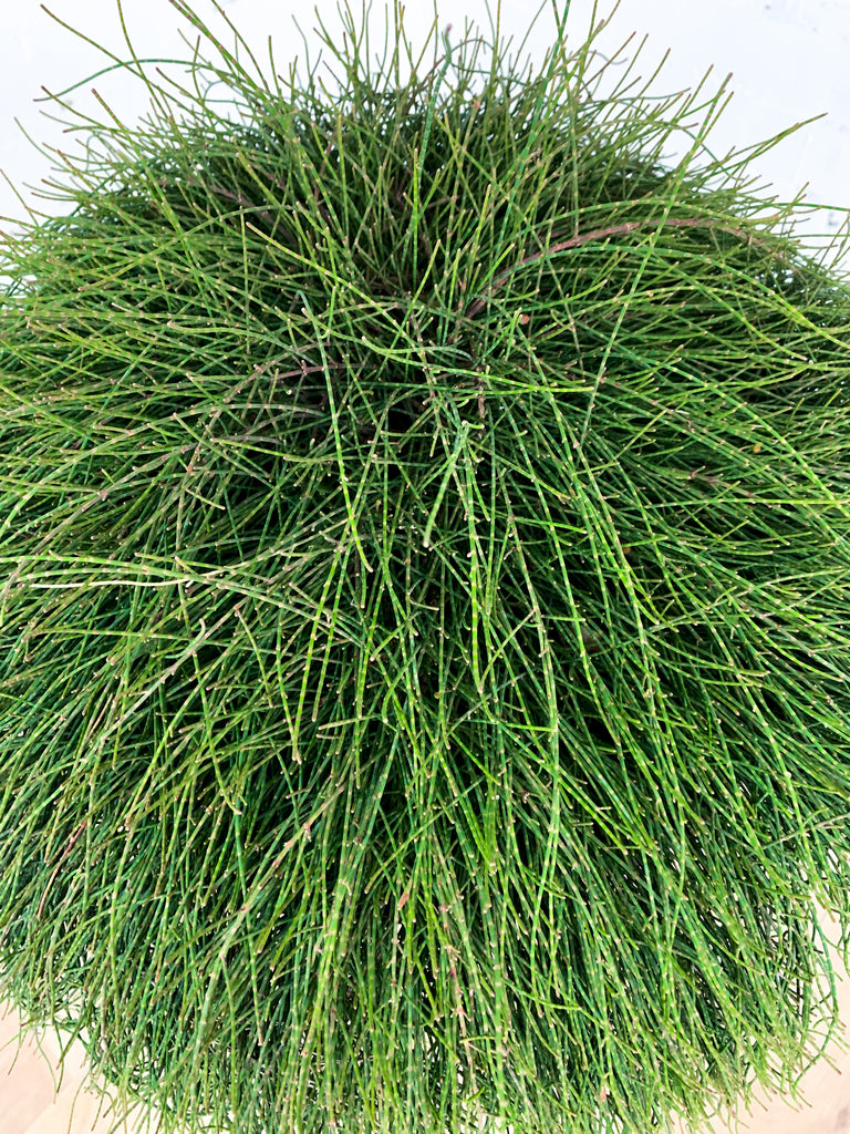 Casuarina Cousin It 180mm