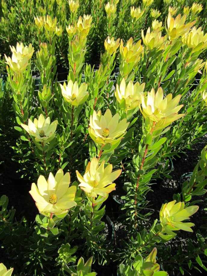 Leucadendron Gold Strike 14lt
