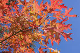 Pin Oak 50lt