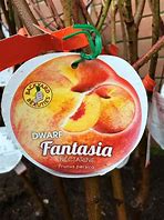 Dwarf Fantasia 4lt