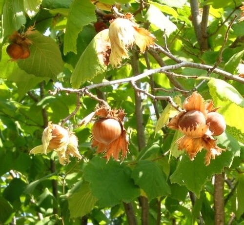 Hazelnut - Lambert 50lt