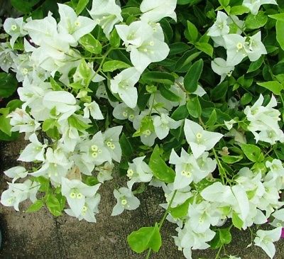 Bougainvillea White Cascade 140ml