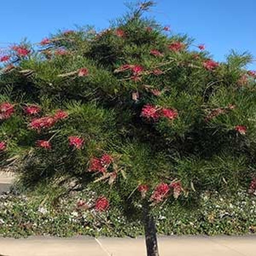 Grevillia McCarthur