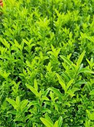 Euonymus Tomthumb 4.5lt