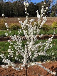 Dwarf Flowering Peach - White Princess 50lt