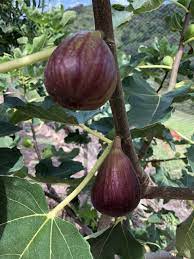 Dwarf Fig Sweet Temptation