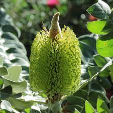 Banksia Grandis 140mm