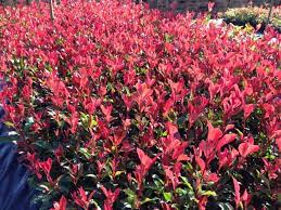 Photinia Super Red 12lt