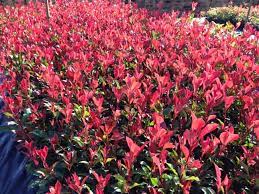 Photinia Super Red 175mm