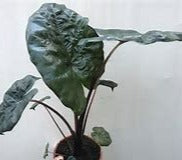 Alocasia Yucatan Princess