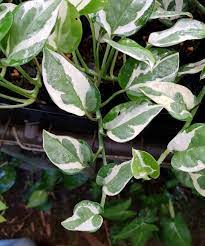 Epipremnum Snow Queen 14cm