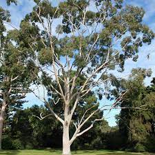 Eucalyptus Citriodora 200mm