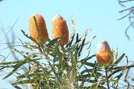 Banksia Prionotes 30cm