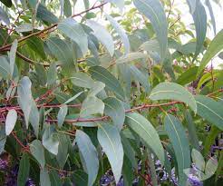 Corymbia Eximia Nana 50lt