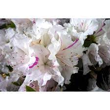 Azalea Encore Starlite 17cm