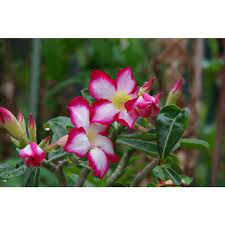Adenium Picotee 140mm