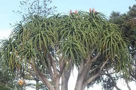 Aloe Barberae 30cm