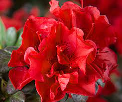 Azalea Encore Autumn Fire 17cm