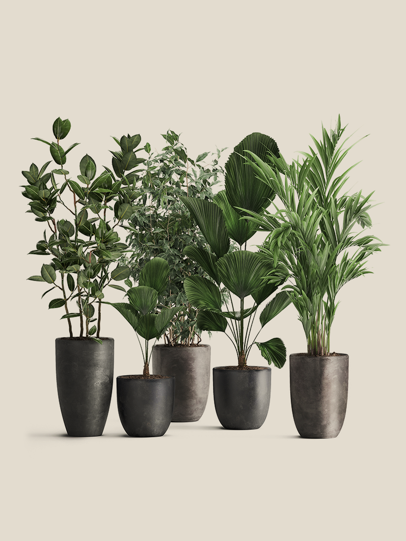 Exotic Plants Subscription