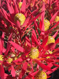 Leucadendron Cheeky 175mm