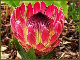 Protea Eximia 120mm
