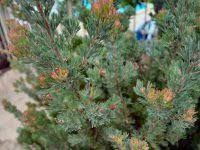 Adenanthos Cunninghamii Lighthouse 5lt