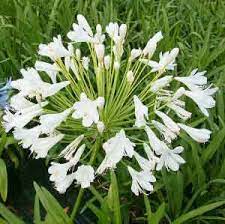 Agapanthus Snow Storm 17cm