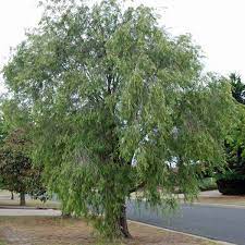 Agonis Flexuosa 50lt