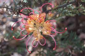 Grevillea Soopa Doopa 20cm