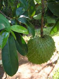 Soursop 200mm