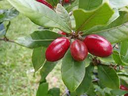 Miracle Fruit 165mm