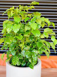 Radermachera Jade Jewel 5lt