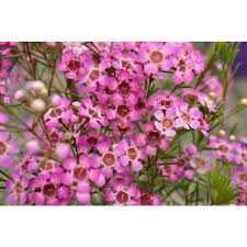 Chamelaucium Purple Pride