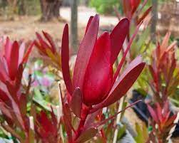 Leucadendron Jolly Joker 140mm