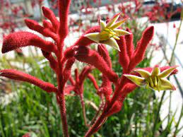 Anigozanthus Big Red 5lt