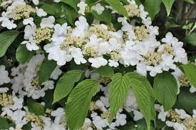 Viburnum Plicatum Mariesii 200mm