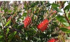Callistemon Endeavour 30lt