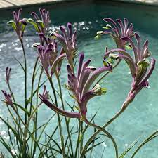 Kangaroo Paw Celebration Carnivale 170ml