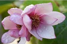 Michelia Fairy Magnolia Blush 14lt
